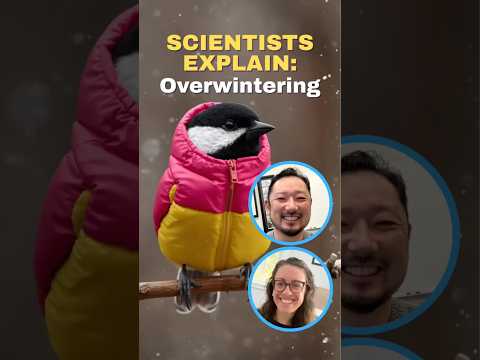 What Do Birds Do in Winter?