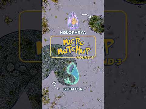 Round 3: Who will win? Stentor vs Holophrya