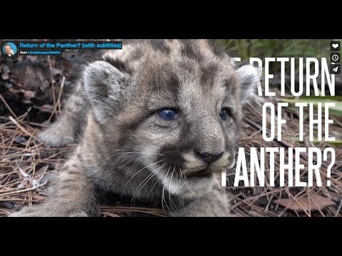 The Return of The Florida Panther