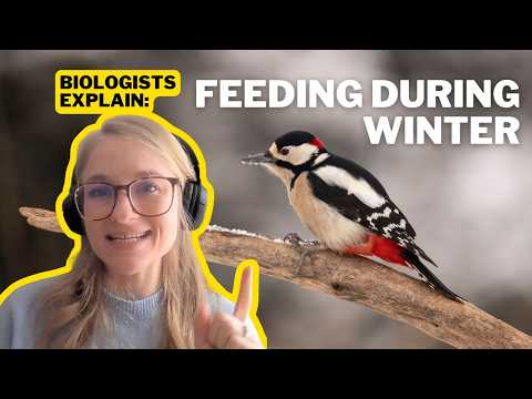 How Do Small Birds Survive the Winter?